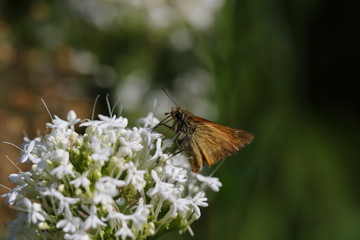 papillon