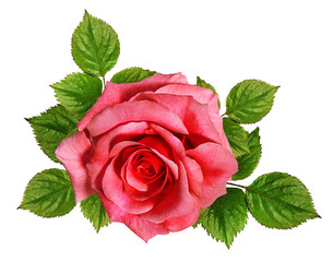 rose isolated on white