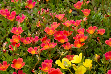 Portulaca flower in the garden.