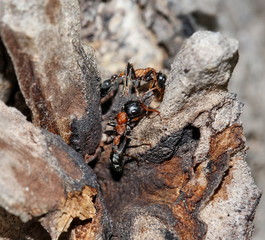 ant