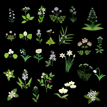 White vector flowers