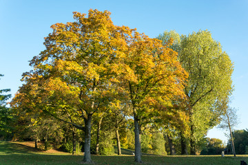 Fototapeta na wymiar Colorful autumn trees in a park with blue sky