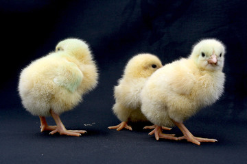 Pintinho em granja de aves