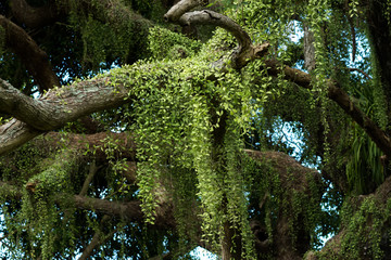 Fototapeta premium Dischidia nummularia Variegata on tree.