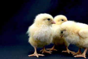 Pintinho em granja de aves