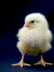 Pintinho em granja de aves