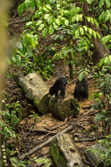 Picture of Sun bear at the Borneo Sun Bear Conservation Centre at Sepilok, Sabah, Malaysian Borneo