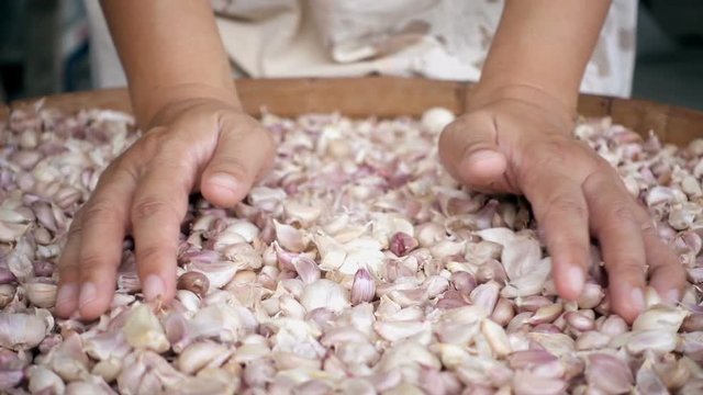 Close-up female hand holding colorful cleaned garlic, pouring garlic by hand.