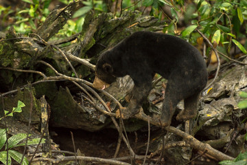 Picture of Sun bear at the Borneo Sun Bear Conservation Centre at Sepilok, Sabah, Malaysian Borneo