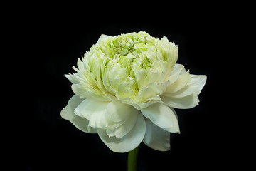 Green lotus flower. - magnolia lotus, album plenum.