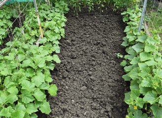 growing organic vegetables.
