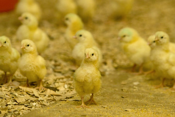 Pintinho em granja de aves