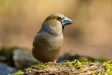 Grosbeak eats sunflower seeds