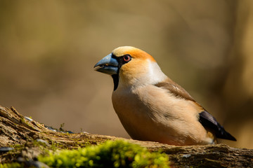 Grosbeak sitting on a tree trunk .