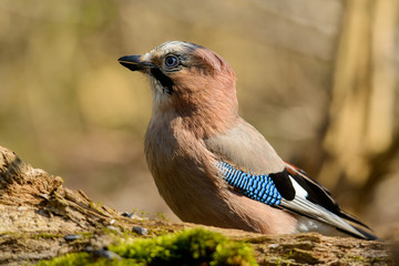 Jay spring sitting on a tree trunk