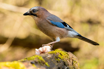 Jay spring sitting on a tree trunk