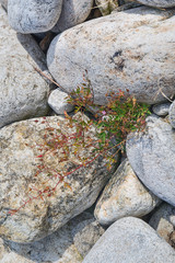 Plant grows between the rocks of the Ardeche River