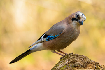 Jay spring sitting on a tree trunk