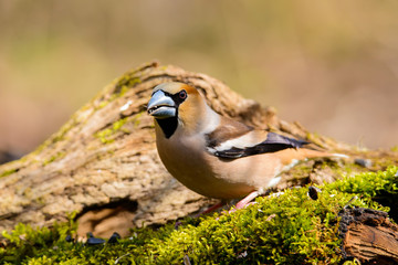 Grosbeak eats sunflower seeds