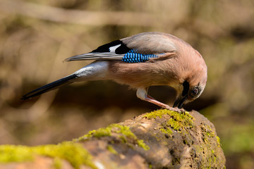 Jay spring sitting on a tree trunk