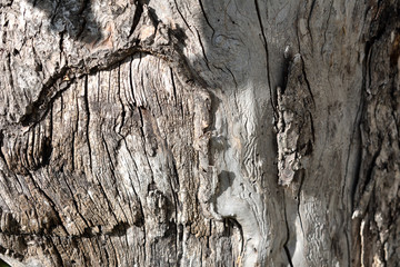 Bark of tree