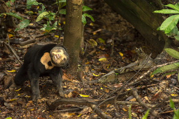 Picture of Sun bear at the Borneo Sun Bear Conservation Centre at Sepilok, Sabah, Malaysian Borneo