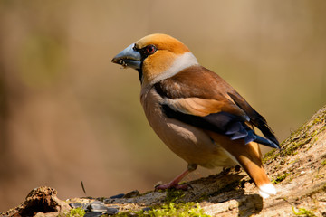 Fototapeta premium Grosbeak sitting on a tree trunk .