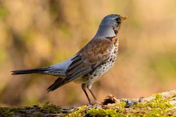 Obraz premium Song thrush walking on brown ground with grass and a green background.
