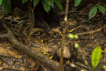 Picture of Sun bear at the Borneo Sun Bear Conservation Centre at Sepilok, Sabah, Malaysian Borneo