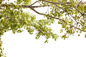 Natural green leaves frame on white background.