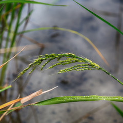   close up of a rice cereal cultivation field