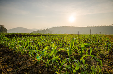 Corn farm
