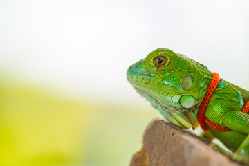 green chameleon on the rock