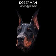 Doberman dog animal low poly design. Triangle vector illustration. - 160571675