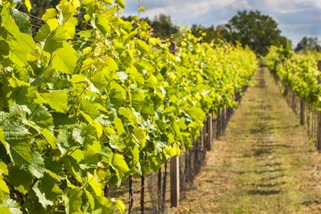 Obraz premium Summer morning on a vineyard in the Czech Republic. Vine growing.