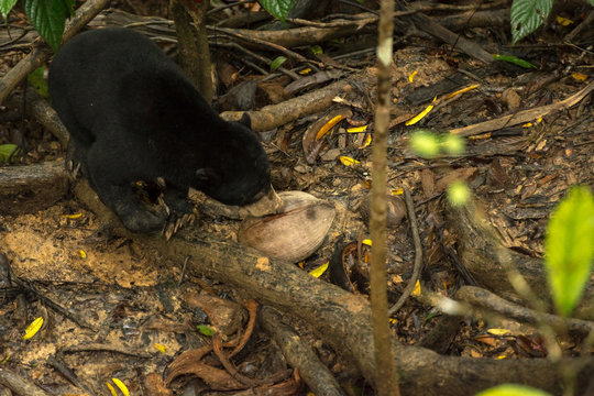Picture of Sun bear at the Borneo Sun Bear Conservation Centre at Sepilok, Sabah, Malaysian Borneo