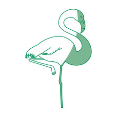 flamingo exotic bird icon vector illustration graphic design