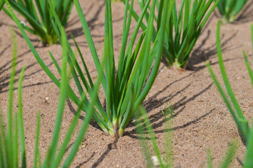 Obraz premium onion plantation in the vegetable garden, closeup