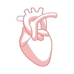 healthy heart organ human cardiology vector illustration