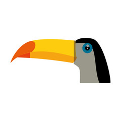 Wild tucan cartoon icon vector illustration graphic design