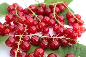 Red currant fruits isolated on a white background.