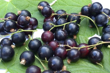 Ripe black currant berries on green leaves isolated.