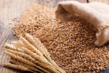 wheat ears and grains - obrazy, fototapety, plakaty