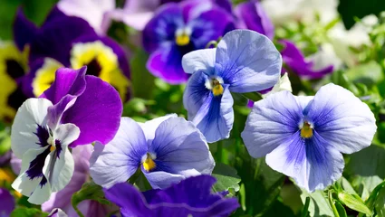 Wall murals Pansies pansy flower growing in the garden