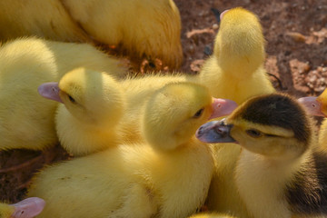 Yellow Ducklings