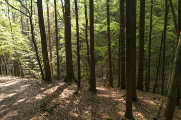 Auf dem Fernwanderweg Spessartweg