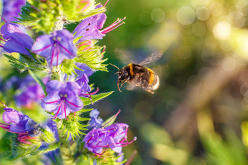 Bumblebee flies to a flower.