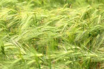 Photo of a macro field of rye