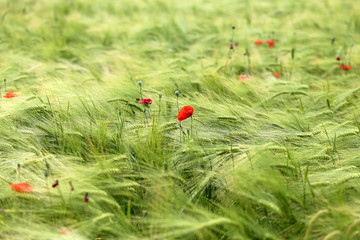 Photo of a macro field of rye