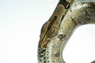 Colombian Boa. Tropical brown constrictor.  Snake skin with yellow and black spots on a white background